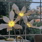 Elegant ambient floor lighting with floral design lily shaped nature inspired